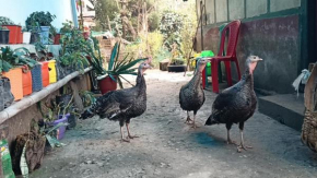 Ninabung homestay